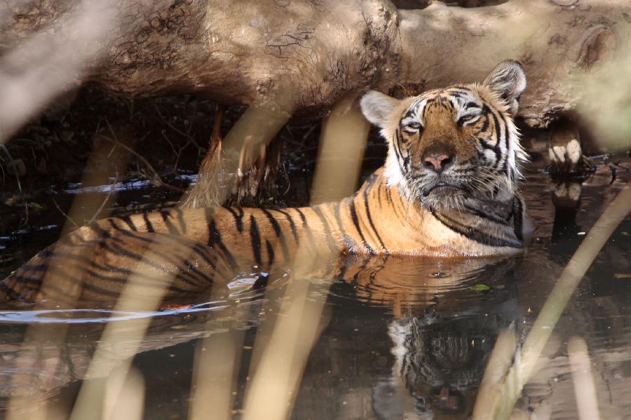 A tiger rests in a pond in Rathambhore Tiger Reserve in Rajasthan State, north India, May 30, 2012. 