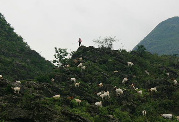 A farmer herds sheep. [China.org.cn by Zhang Rui] 