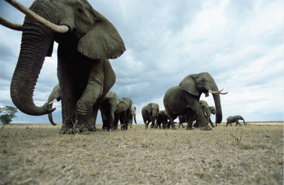 The photo shows Mali&apos;s migratory elephants, who live in the desert of West Africa.