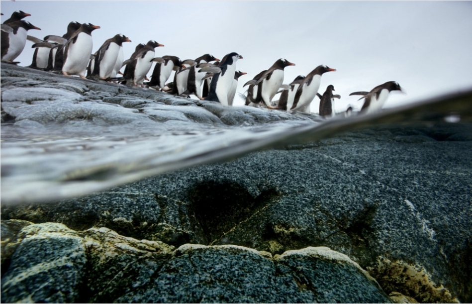 In the Antarctic Peninsula, Gentoo Penguin is leaping out of waterin parade. [Sina.com]