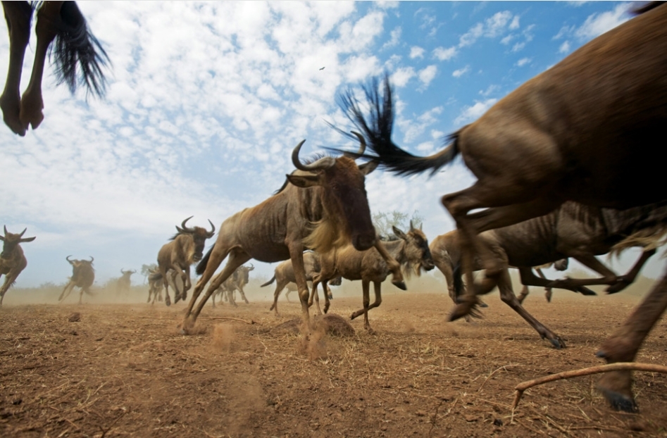 A group of wildebeest in Kenya. [sina.com]