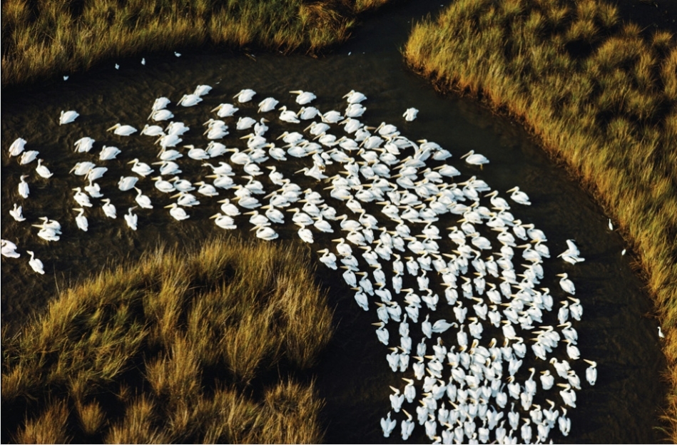 In the Middle Mississippi Valley, the American White Pelicans have the annual migration every year. [sina.com]