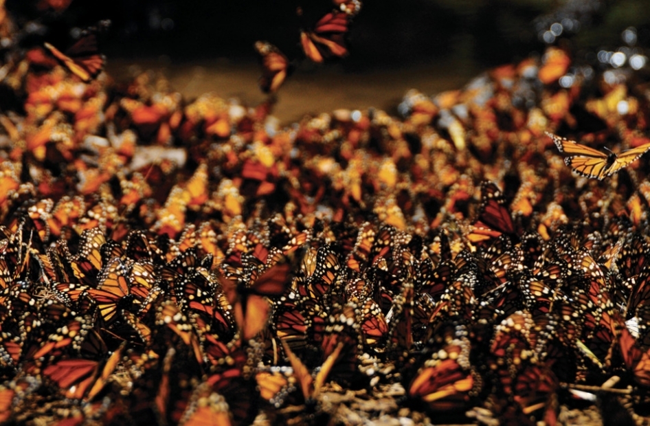 Each autumn, thousands of Monarch butterflies travel up to 3,000km to spend winter in the mountains of Mexico. [sina.com]