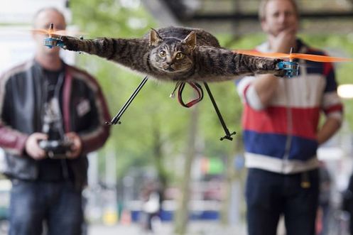 Dutch artist has utilised a dead cat as part of a helicopter exhibit. [Agencies]