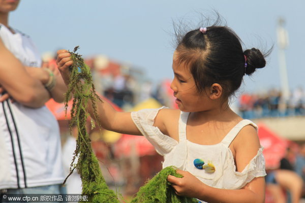 The photo, taken on June 4, 2012, shows the algae is invading coasts of Qingdao and Rizhao cities, both in Shandong province. [cfp]