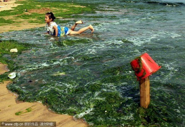 The photo, taken on June 4, 2012, shows the algae is invading coasts of Qingdao and Rizhao cities, both in Shandong province. [cfp]