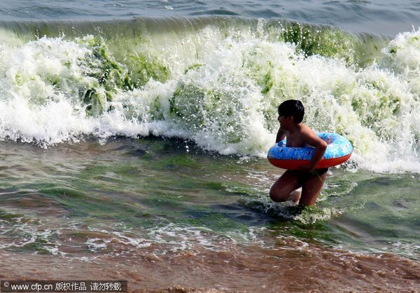 The photo, taken on June 4, 2012, shows the algae is invading coasts of Qingdao and Rizhao cities, both in Shandong province. [cfp]