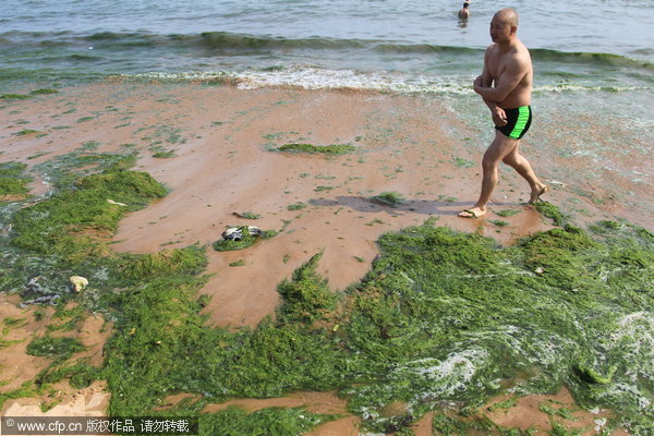 The photo, taken on June 4, 2012, shows the algae is invading coasts of Qingdao and Rizhao cities, both in Shandong province. [cfp]