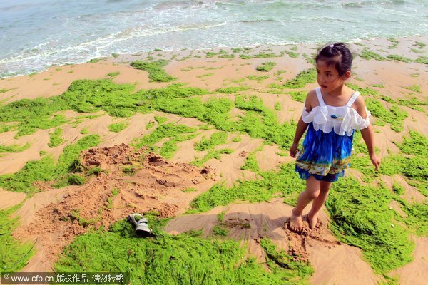 The photo, taken on June 4, 2012, shows the algae is invading coasts of Qingdao and Rizhao cities, both in Shandong province. [cfp]