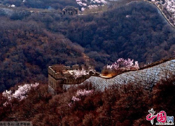 The Jiankou Great Wall (Arrow Lock) is located in Huairou County, 73 km north from Beijing City. It connects with the Mutianyu Great Wall 10 km to the east, and with the Huanghuacheng Great Wall to the west. This section was built in 1368 during the period of the Ming Dynasty.It is built of large white hill rocks which makes it very prominent from a distance.[ Photo / China.org.cn ]