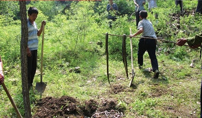 The undated photo shows villagers in Xingling Country in north China's Hebei Province burying dead snakes freed by tourists from Beijing. [Photo: Beijing Times]