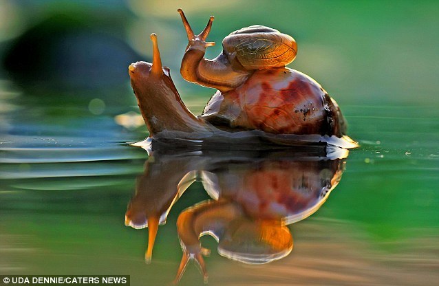 A lazy baby snail climbed on top of its mother&apos;s shell. knowing it would stay above the water and soak up some extra sun.