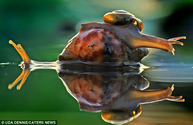 A snail&apos;s pace was good enough for this baby mollusc as it hitched a ride on the back of its mother&apos;s shell