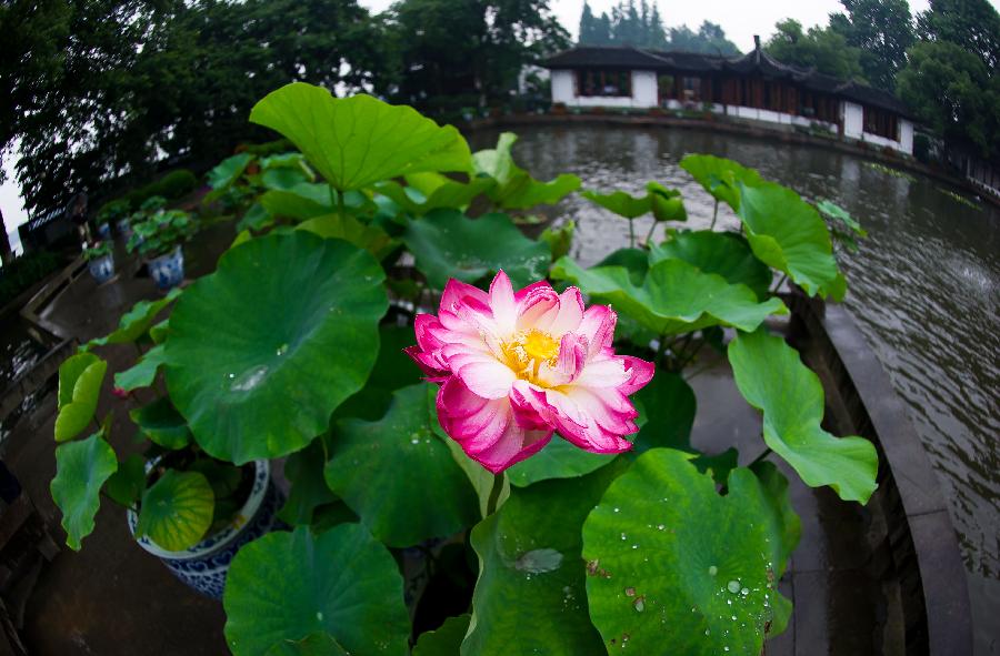 **CHINA-HANGZHOU-WEST LAKE-LOTUS SHOW (CN)