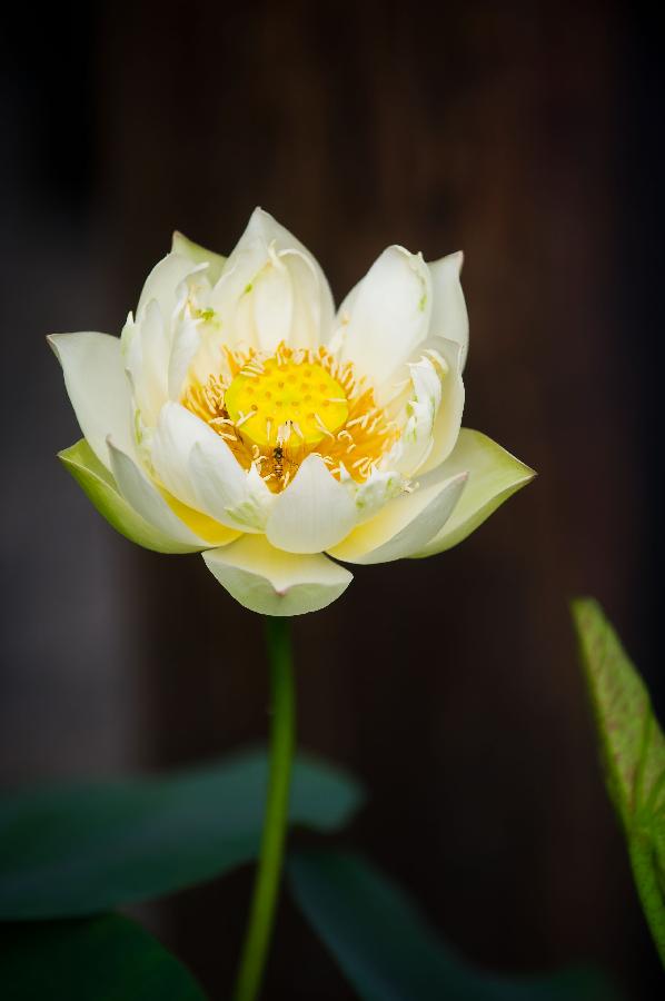 **CHINA-HANGZHOU-WEST LAKE-LOTUS SHOW (CN)