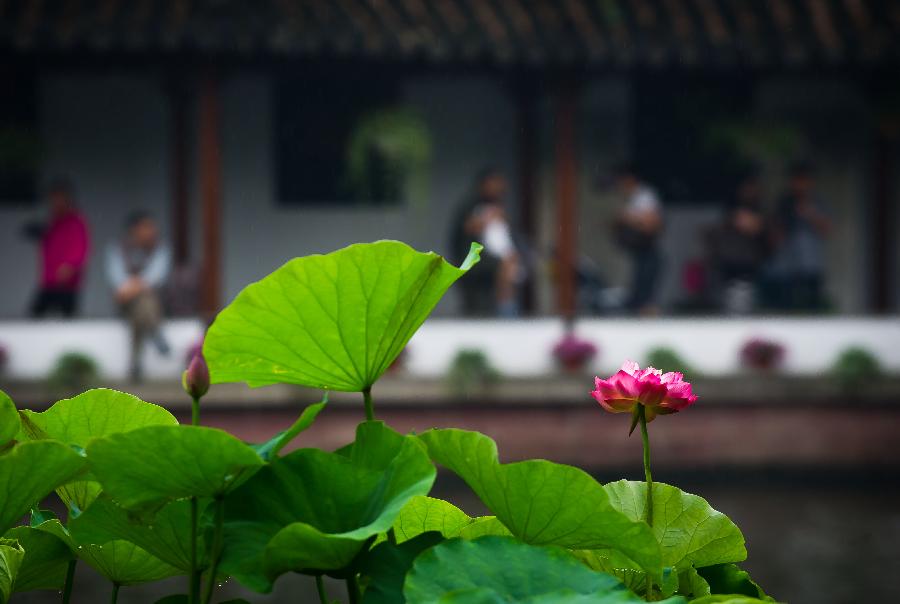 **CHINA-HANGZHOU-WEST LAKE-LOTUS SHOW (CN)