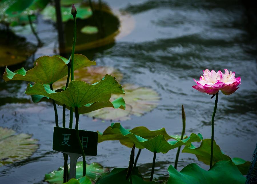 **CHINA-HANGZHOU-WEST LAKE-LOTUS SHOW (CN)