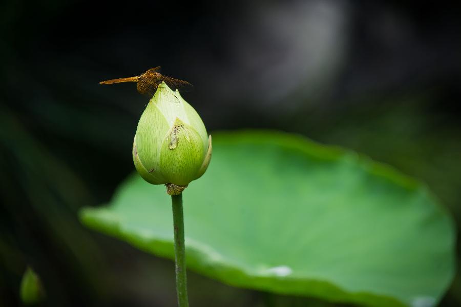 **CHINA-HANGZHOU-WEST LAKE-LOTUS SHOW (CN)