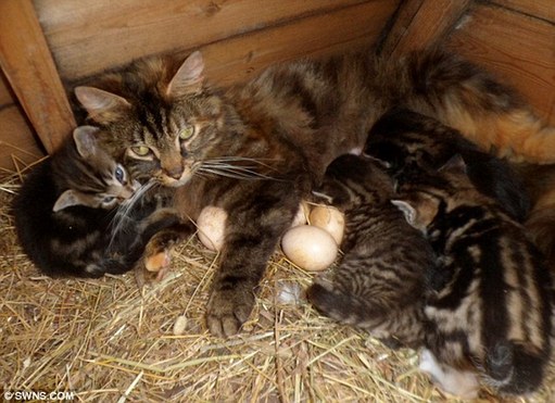 Lizzy the cat looks after her kittens while sitting on the eggs to keep them warm. [Agencies]