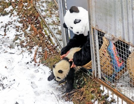 Tao Tao was put into his new home in wild by a researches dressed like a panda in Feburary, 2011. [File photo]