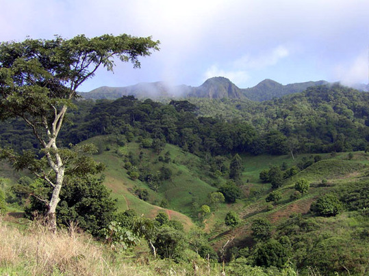 Cameroon, a country in the tropical belt of Africa, has large areas of forest. [File photo] 