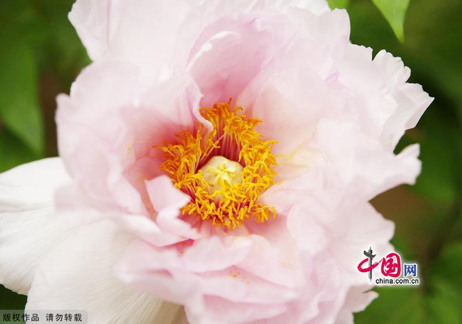 Peonies, which are highly valued in China, are currently at the height of their season at Beijing's Botanical Garden. Beijing Botanical Garden is situated in the western outskirts of the city between Xiangshan Park and Yuquan Mountain. With intriguing rockeries, clear ponds and elegant bridges, the garden is a wonderful place to explore natural beauty. [China.org.cn]