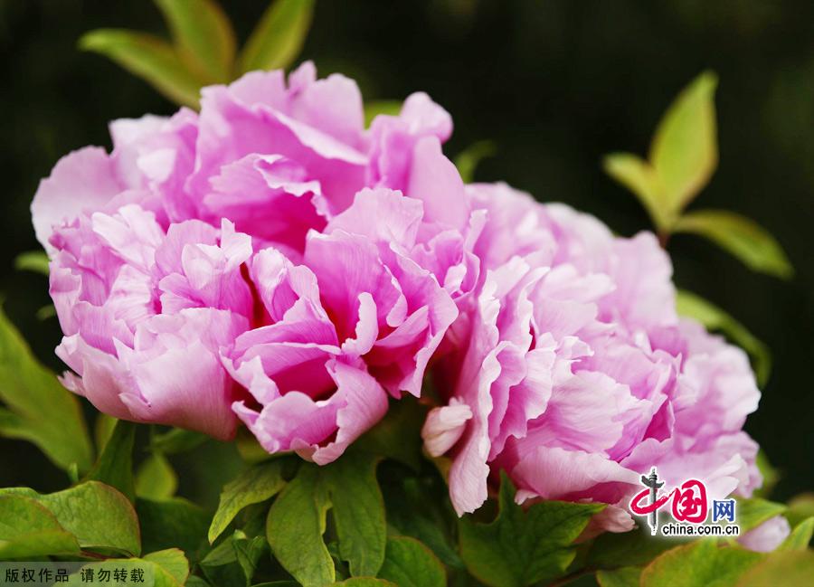 Peonies, which are highly valued in China, are currently at the height of their season at Beijing's Botanical Garden. Beijing Botanical Garden is situated in the western outskirts of the city between Xiangshan Park and Yuquan Mountain. With intriguing rockeries, clear ponds and elegant bridges, the garden is a wonderful place to explore natural beauty. [China.org.cn]