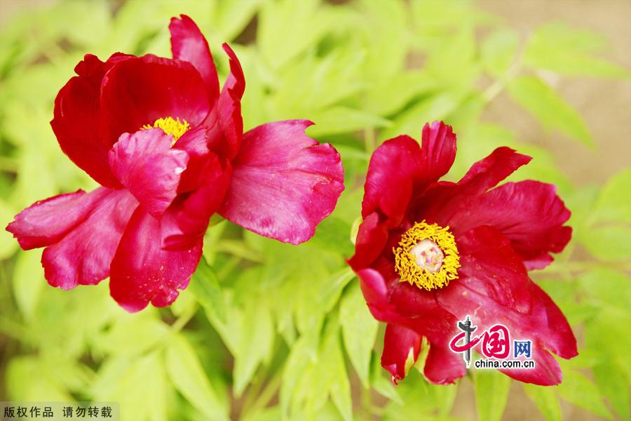 Peonies, which are highly valued in China, are currently at the height of their season at Beijing's Botanical Garden. Beijing Botanical Garden is situated in the western outskirts of the city between Xiangshan Park and Yuquan Mountain. With intriguing rockeries, clear ponds and elegant bridges, the garden is a wonderful place to explore natural beauty. [China.org.cn]