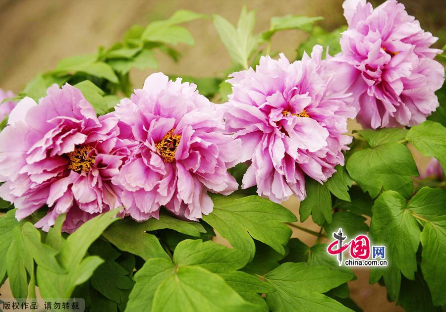 Peonies, which are highly valued in China, are currently at the height of their season at Beijing's Botanical Garden. Beijing Botanical Garden is situated in the western outskirts of the city between Xiangshan Park and Yuquan Mountain. With intriguing rockeries, clear ponds and elegant bridges, the garden is a wonderful place to explore natural beauty. [China.org.cn]