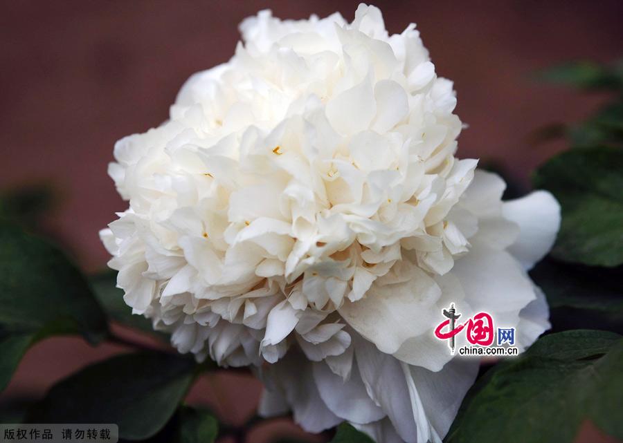 Peonies, which are highly valued in China, are currently at the height of their season at Beijing's Botanical Garden. Beijing Botanical Garden is situated in the western outskirts of the city between Xiangshan Park and Yuquan Mountain. With intriguing rockeries, clear ponds and elegant bridges, the garden is a wonderful place to explore natural beauty. [China.org.cn]