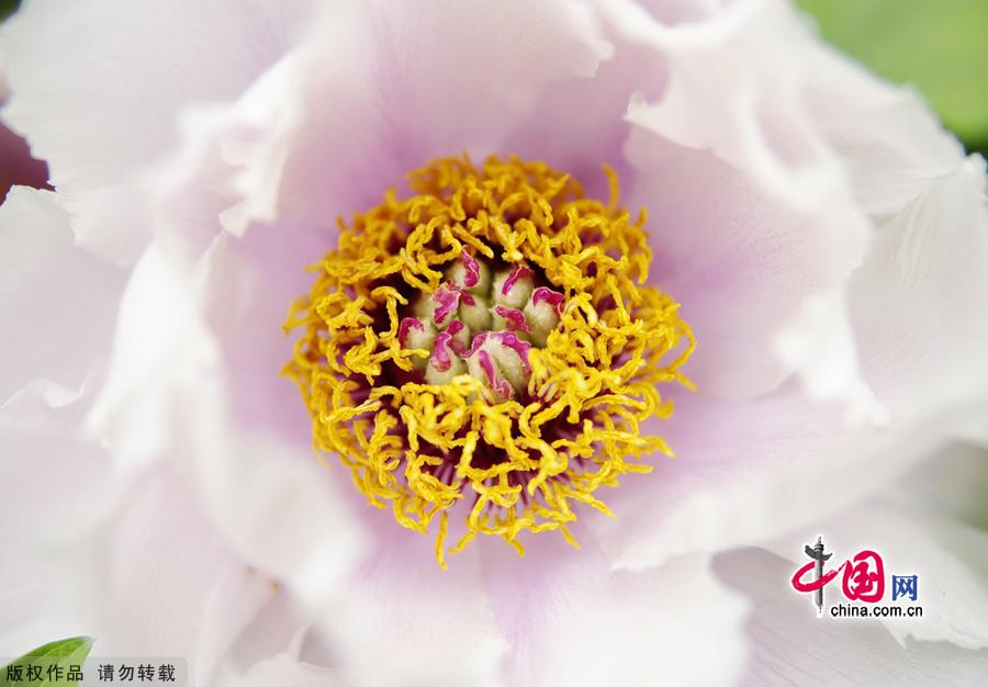 Peonies, which are highly valued in China, are currently at the height of their season at Beijing's Botanical Garden. Beijing Botanical Garden is situated in the western outskirts of the city between Xiangshan Park and Yuquan Mountain. With intriguing rockeries, clear ponds and elegant bridges, the garden is a wonderful place to explore natural beauty. [China.org.cn]