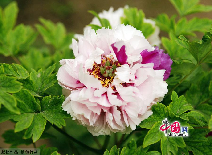 Peonies, which are highly valued in China, are currently at the height of their season at Beijing's Botanical Garden. Beijing Botanical Garden is situated in the western outskirts of the city between Xiangshan Park and Yuquan Mountain. With intriguing rockeries, clear ponds and elegant bridges, the garden is a wonderful place to explore natural beauty. [China.org.cn]