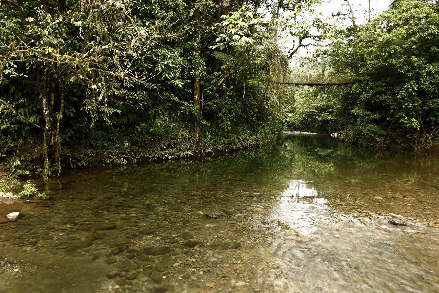 Photo taken on June 4, 2012 shows a clear river in the Braulio Carrillo National Park, 50 kilometers east of San Jose, capital of Costa Rica. 