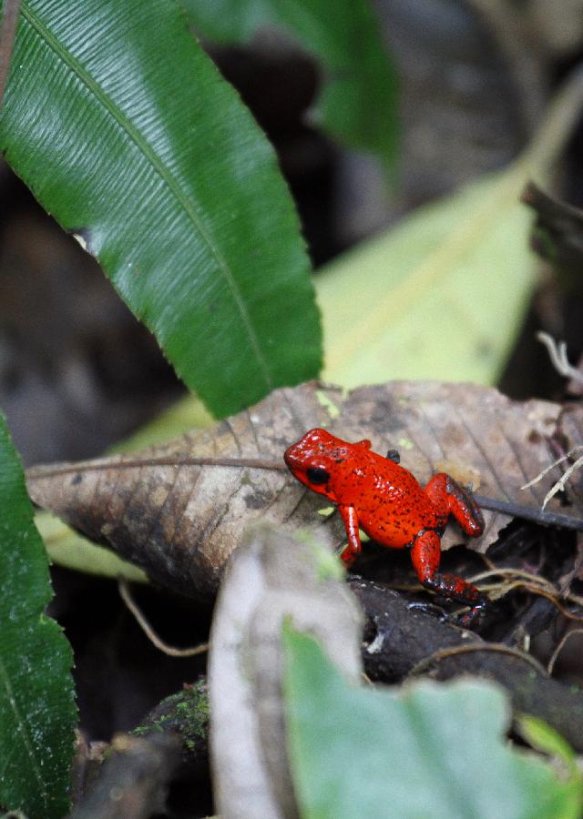 Photo taken on June 4, 2012 of a poissonous red arrow frog, at the tropical forest of the Braulio Carrillo National Park, 50 kilometers east of San Jose, capital of Costa Rica. 