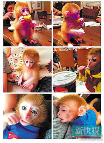 The pictures showed the palm-sized animal in various poses, including a popular one of the monkey sipping coke through a straw at a KFC outlet. 