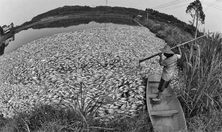 A farmer removes dead fish from a pond in Shitan township of Guangzhou, capital of Guangdong province, on Saturday. The farmer found traces of poison at the site on Thursday. About 40 tons of fish died. Police have launched an investigation. [China Daily] 