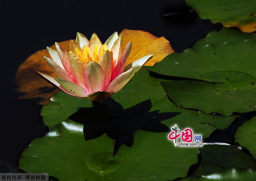 Water lilies in the botanical garden of Beijing, made their grand debut in the garden’s waterscape zone this month. The water lily is a species of perennial aquatic plant distributed in subtropical and temperate zones, including Central Asia, West Asia, North America, India, China and Japan. [China.org.cn]