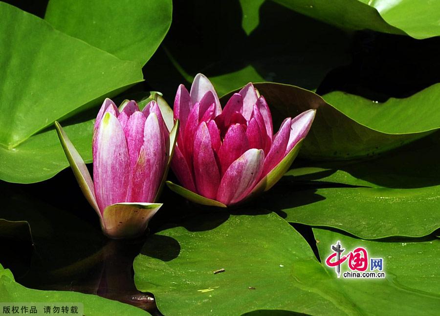 Water lilies in the botanical garden of Beijing, made their grand debut in the garden’s waterscape zone this month. The water lily is a species of perennial aquatic plant distributed in subtropical and temperate zones, including Central Asia, West Asia, North America, India, China and Japan. [China.org.cn]