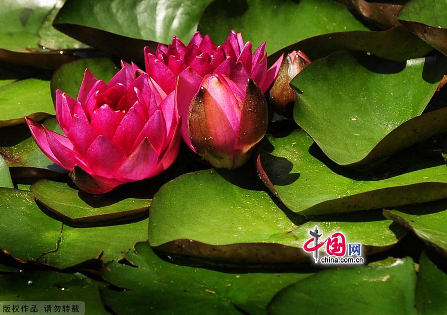 Water lilies in the botanical garden of Beijing, made their grand debut in the garden’s waterscape zone this month. The water lily is a species of perennial aquatic plant distributed in subtropical and temperate zones, including Central Asia, West Asia, North America, India, China and Japan. [China.org.cn]