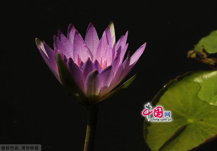 Water lilies in the botanical garden of Beijing, made their grand debut in the garden’s waterscape zone this month. The water lily is a species of perennial aquatic plant distributed in subtropical and temperate zones, including Central Asia, West Asia, North America, India, China and Japan. [China.org.cn]