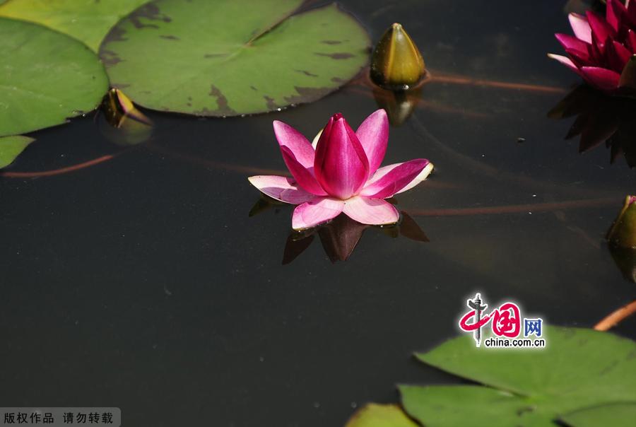 Water lilies in the botanical garden of Beijing, made their grand debut in the garden’s waterscape zone this month. The water lily is a species of perennial aquatic plant distributed in subtropical and temperate zones, including Central Asia, West Asia, North America, India, China and Japan. [China.org.cn]