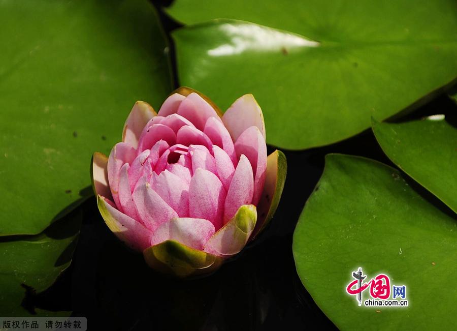 Water lilies in the botanical garden of Beijing, made their grand debut in the garden’s waterscape zone this month. The water lily is a species of perennial aquatic plant distributed in subtropical and temperate zones, including Central Asia, West Asia, North America, India, China and Japan. [China.org.cn]