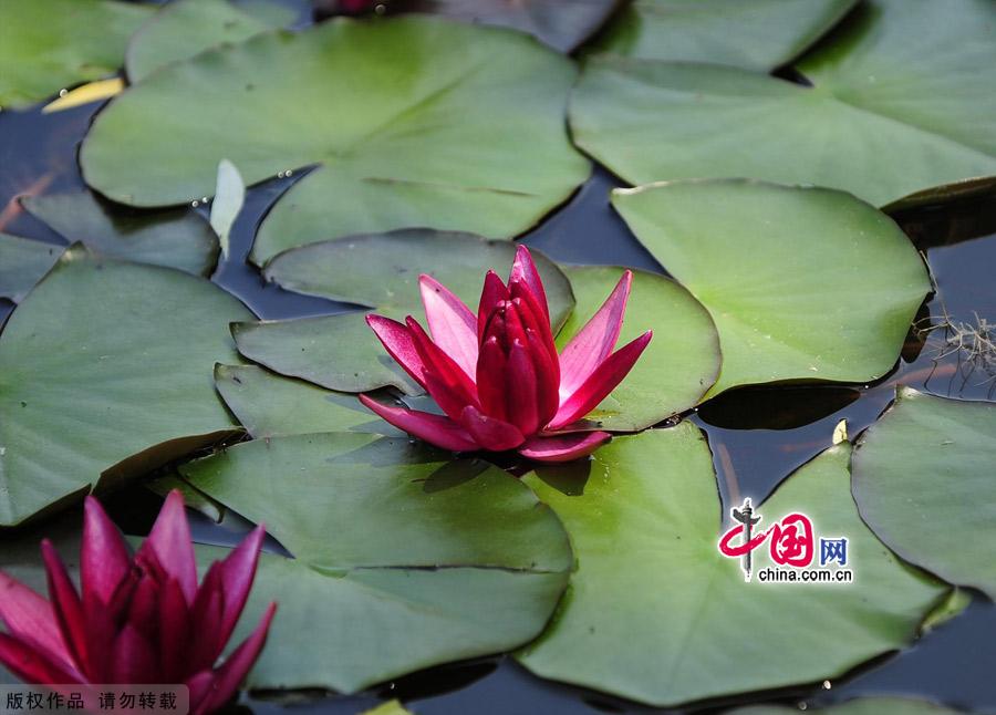 Water lilies in the botanical garden of Beijing, made their grand debut in the garden’s waterscape zone this month. The water lily is a species of perennial aquatic plant distributed in subtropical and temperate zones, including Central Asia, West Asia, North America, India, China and Japan. [China.org.cn]