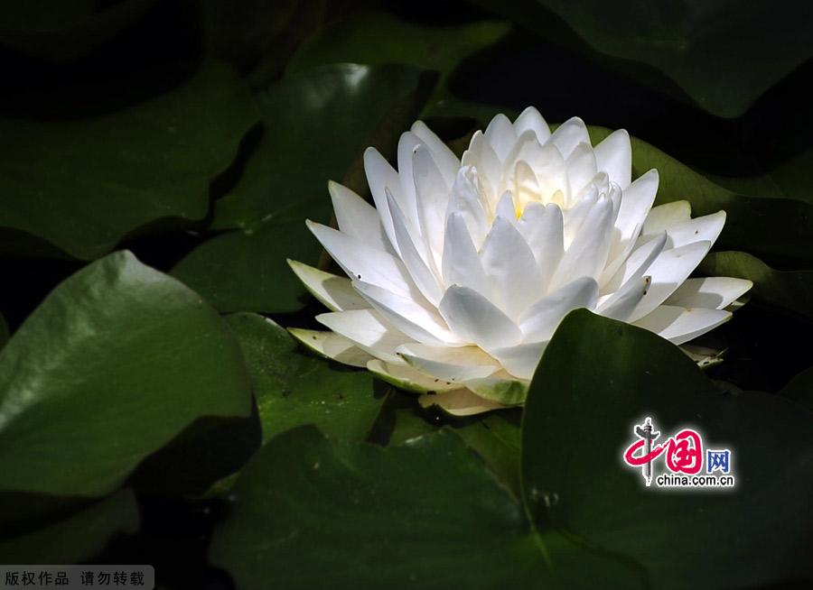 Water lilies in the botanical garden of Beijing, made their grand debut in the garden’s waterscape zone this month. The water lily is a species of perennial aquatic plant distributed in subtropical and temperate zones, including Central Asia, West Asia, North America, India, China and Japan. [China.org.cn]