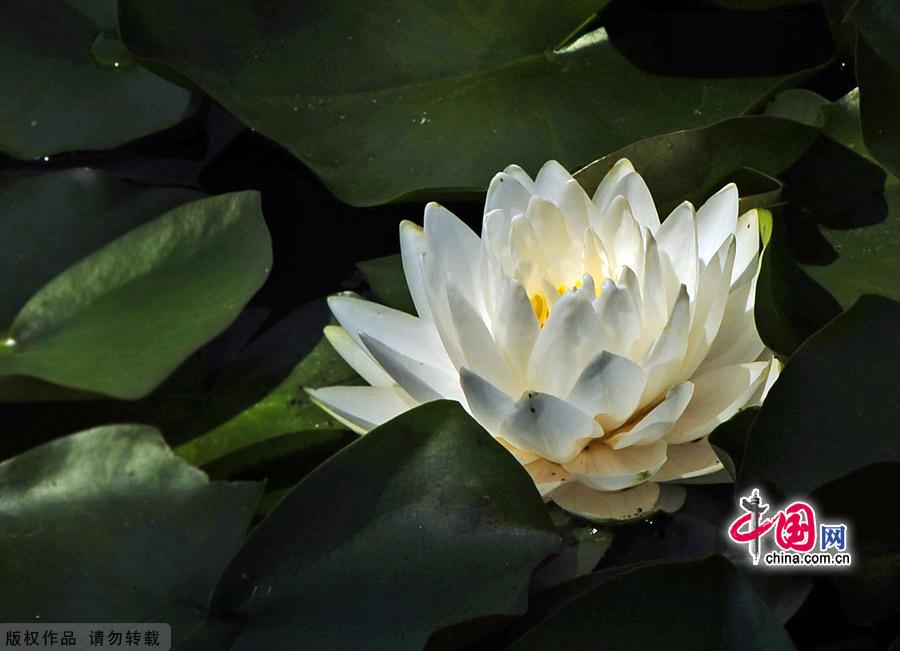 Water lilies in the botanical garden of Beijing, made their grand debut in the garden’s waterscape zone this month. The water lily is a species of perennial aquatic plant distributed in subtropical and temperate zones, including Central Asia, West Asia, North America, India, China and Japan. [China.org.cn]