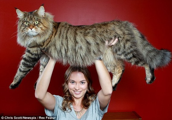 Larger than life: Natalie Chettle holds her mother's giant cat Rupert over her head. [Agencies]