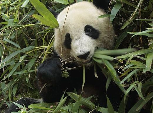 The photo was taken in 2007, showing a wild panda eating bamboos in Qingling, Gansu Province. [File photo]