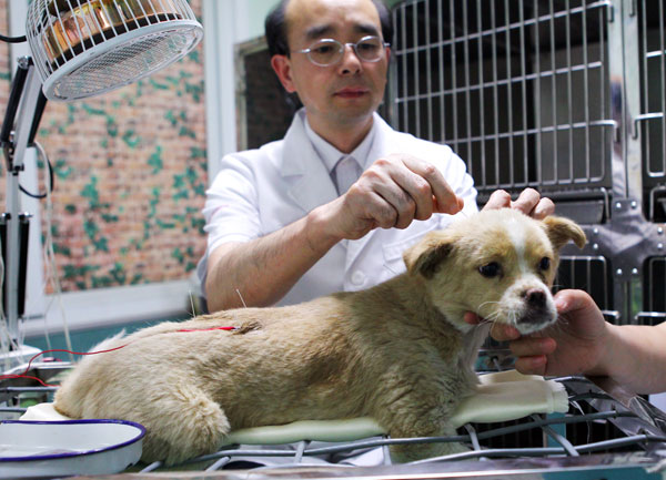 Chen Wu, a professor with Beijing University of Agriculture, treats a dog with acupuncture in Beijing last month. [ Photo / China Daily ]