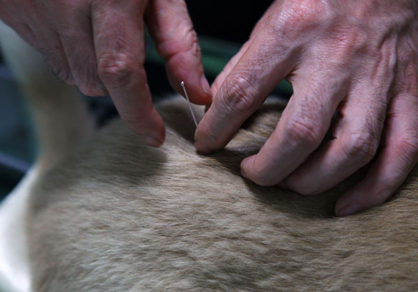 A dog undergoing acupuncture at the Beijing Companion Animal Hospital. Traditional Chinese medicine is back in fashion, not only for people but also for pets. Veterinarians are now connecting animals to electric acupuncture machines, treating them with homeopathic remedies and even feeding them herbal TCMs. [ Photo / China Daily ]
