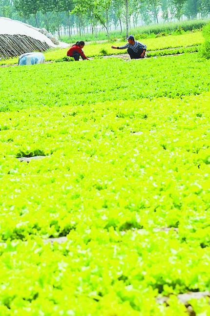 Shandong develops made-to-order farming